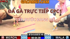 Đá Gà Trực Tiếp CPC1 Casino67 – Trận Gà Hôm Nay Căng Đét Lúc 11h30