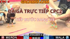 Đá Gà Trực Tiếp CPC2 – Cuồng Nhiệt Với Những Trận Gà Hôm Nay