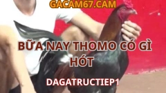 Hôm Nay Có Gì Hot Tại Trường Gà Thomo Xem Đá Gà Trực Tiếp Cùng dagatructiep1