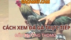 Hướng Dẫn Xem Đá Gà Trực Tiếp Trên Điện Thoại Đá Gà Trực Tiếp 1