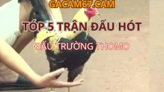Top 5 Trận Đá Gà Trực Tiếp Đỉnh Cao Tuần Này Đá Gà Trực Tiếp 1
