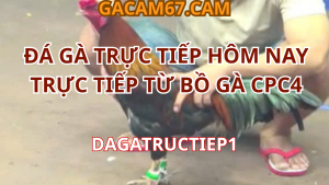 ĐÁ GÀ TRỰC TIẾP HÔM NAY – TRỰC TIẾP TỪ BỒ GÀ CPC4