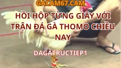 ĐÁ GÀ TRỰC TIẾP – HỒI HỘP TỪNG GIÂY VỚI TRẬN ĐÁ GÀ THOMO CHIỀU NAY