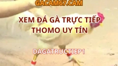 DAGATRUCTIEP1 – XEM ĐÁ GÀ TRỰC TIẾP THOMO UY TÍN, MIỄN PHÍ, KHÔNG QUẢNG CÁO