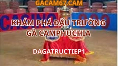 KHÁM PHÁ ĐẤU TRƯỜNG GÀ CAMPHUCHIA – TRỰC TIẾP KỊCH TÍNH TRÊN DAGATRUCTIEP1