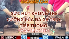 SỨC HÚT KHÔNG THỂ CƯỠNG CỦA ĐÁ GÀ TRỰC TIẾP THOMO